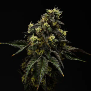 Alternative view of GovernMint Oasis THCa Flower