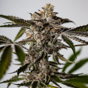 Alternative view of Pastries #34 THCa Flower