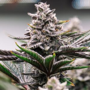 Alternative view of Purple Candy – Indica-Leaning Hybrid THCa Flower