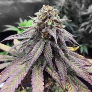 Alternative view of Gelato King – Premium Hybrid THCa Flower