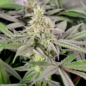 Alternative view of Platinum Cookies – Premium Hybrid THCa Flower